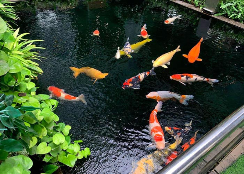 Tạo vi sinh cho hồ cá Koi là điều vô cùng quan trọng