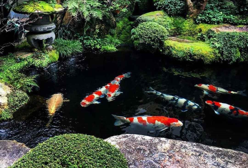 Phân hủy chất hữu cơ giúp nước trong và sạch