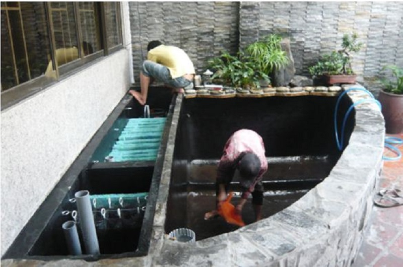 Dọn rêu, tảo và phân của cá trong hồ