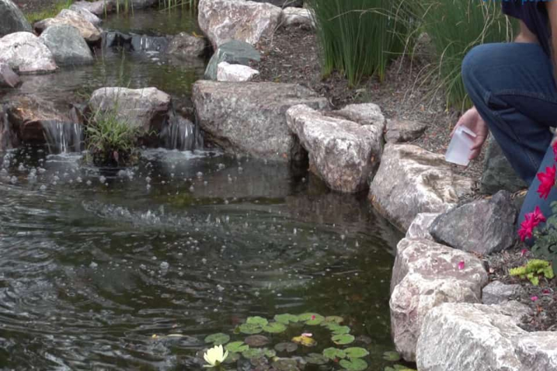 Bổ sung nước vào hồ cá Koi sau khi vệ sinh xong