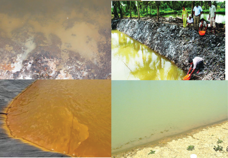 Nguyên nhân khiến nước ao nuôi cá bị ô nhiễm