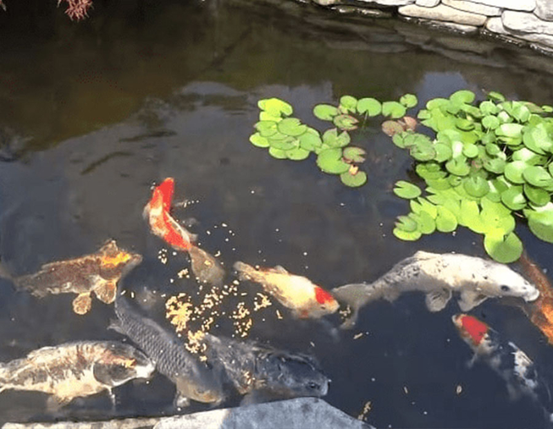 Bạn cho ăn quá cá không hấp thu hết khiến dư thừa thức ăn trong hồ