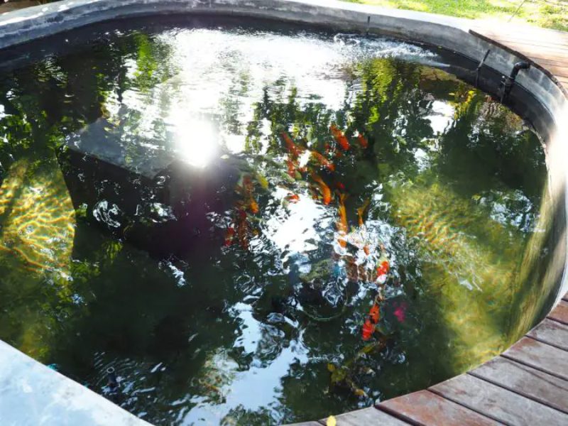 Do thiết kế hồ cá là ngoài trời nên hấp thu rất nhiều ánh sáng