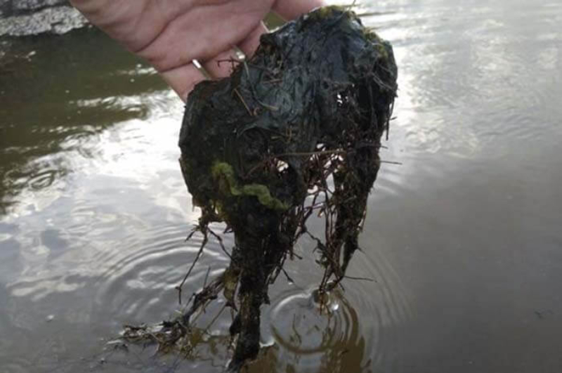 Rong nhớt sẽ tạo ra sự cạnh tranh dinh dưỡng