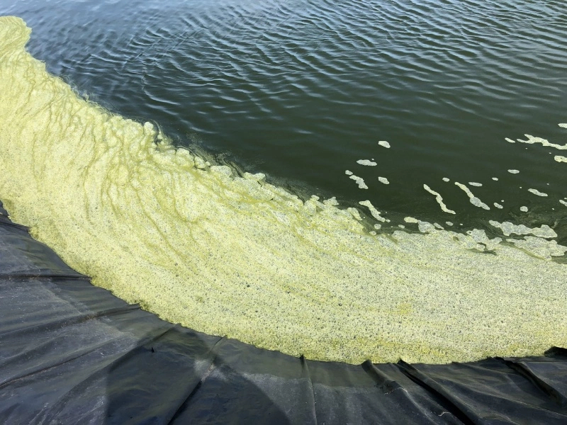 Cách xử lý tảo tàn trong ao nuôi tôm hiệu quả