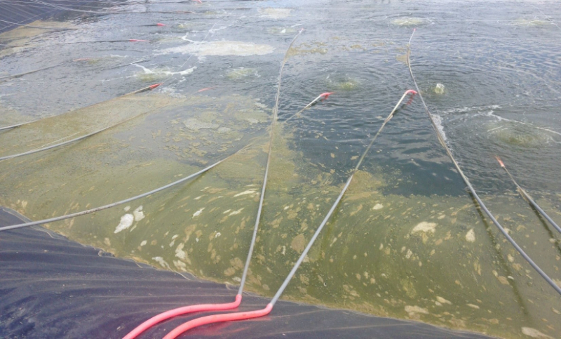 Tảo tàn tạo ra khí độc gây hại cho tôm