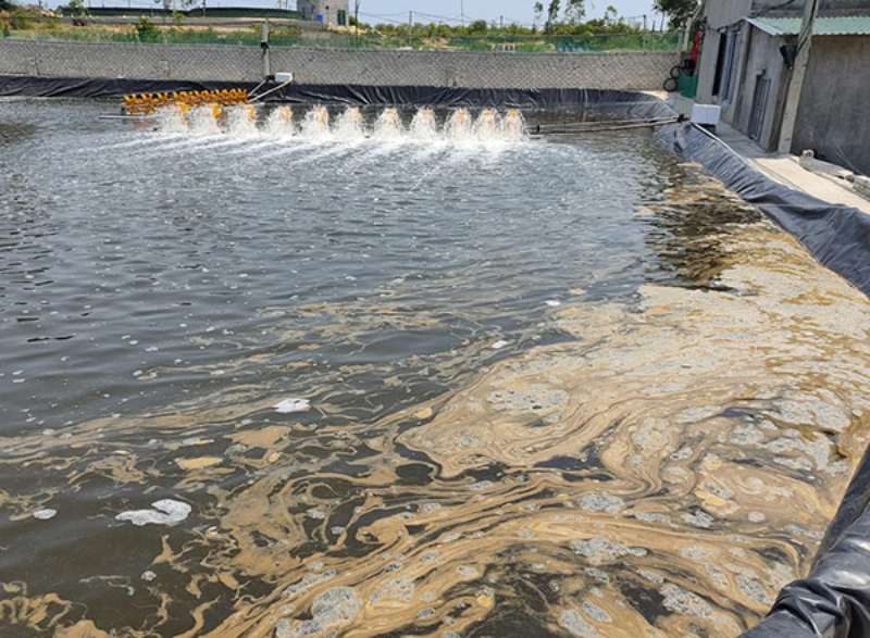 Xác tảo lơ lửng trên mặt nước