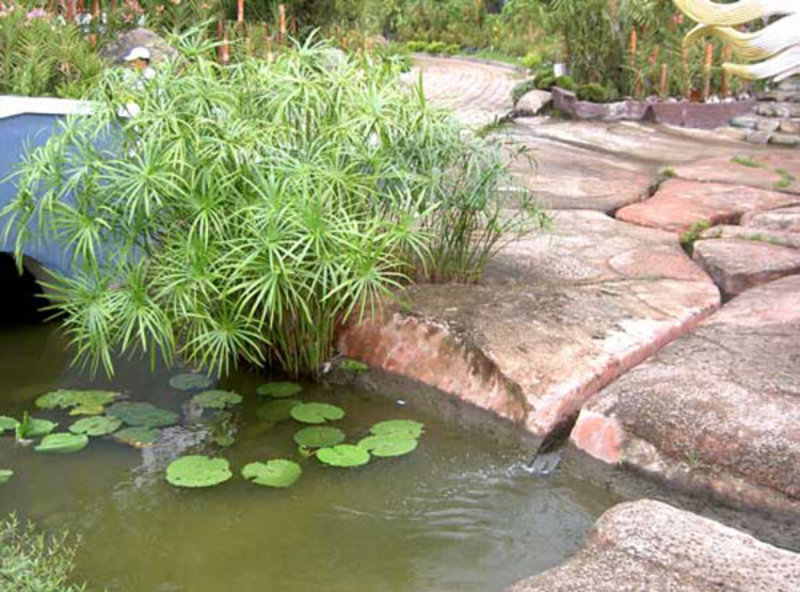 Cây thủy sinh có thể lọc nước cho hồ cá Koi