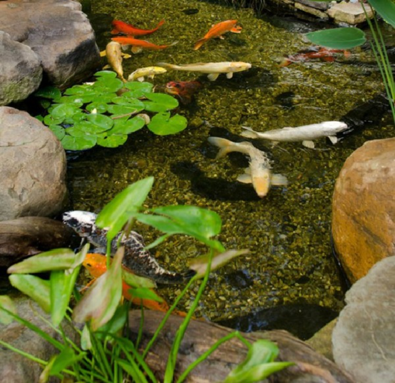 Cây hoa súng rất được ưa chuộng trong hồ cá Koi