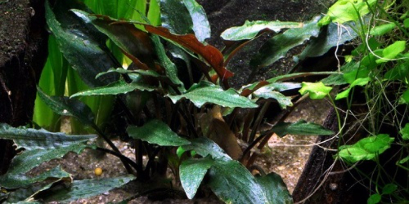 Cây tiêu thảo cũng trồng rất nhiều trong hồ cá Koi