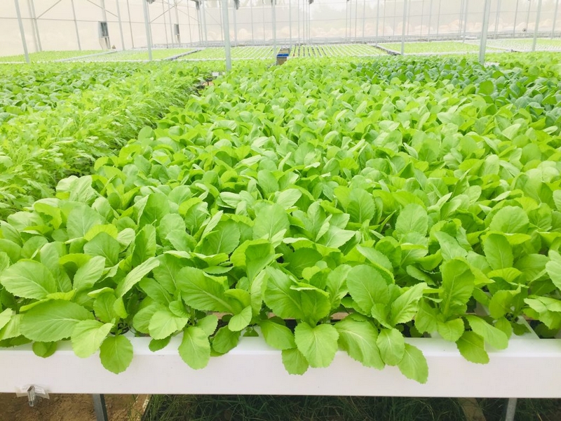 Sử dụng chế phẩm EM gốc dạng bột giúp cây lớn nhanh