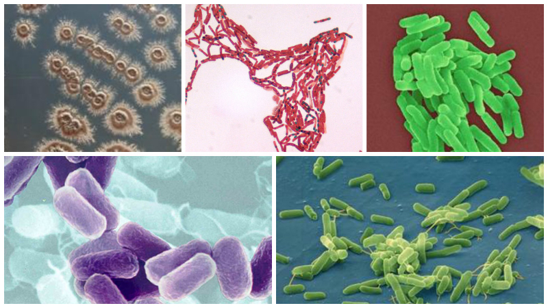 Các chủng vi sinh vật