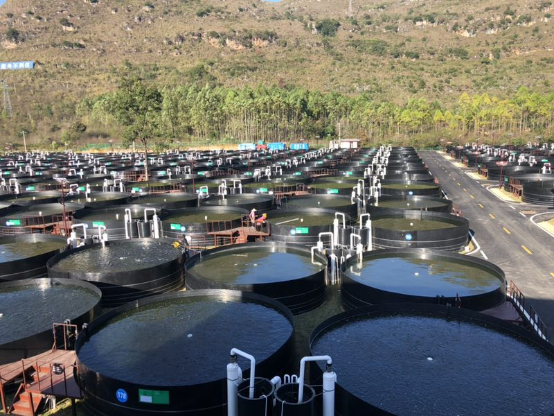 Năng xuất khi áp dụng công nghệ Ras trong nuôi trồng thủy sản là rất cao