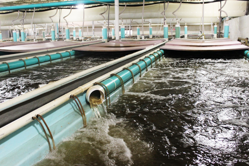 Ưu điểm của công nghệ Ras trong nuôi trồng thủy sản