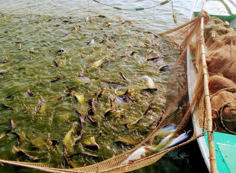 Tăng cường sức đề kháng, chống stress cho thủy sản