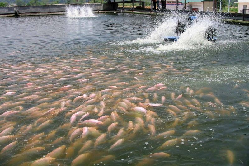 Các loại dinh dưỡng và thức ăn