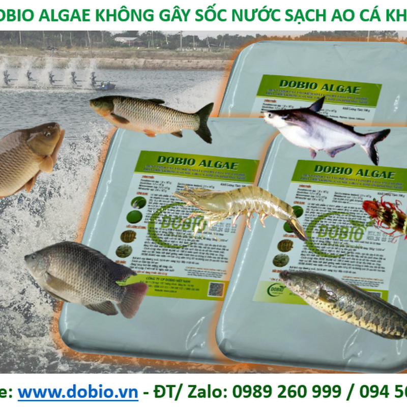DOBIO ALGAE