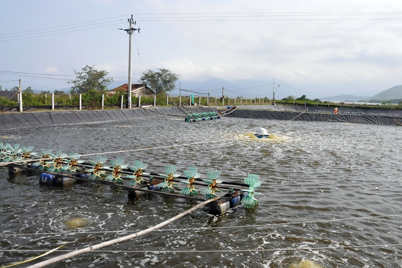 cung cấp khí trong nuôi tôm đạt hiệu quả cao