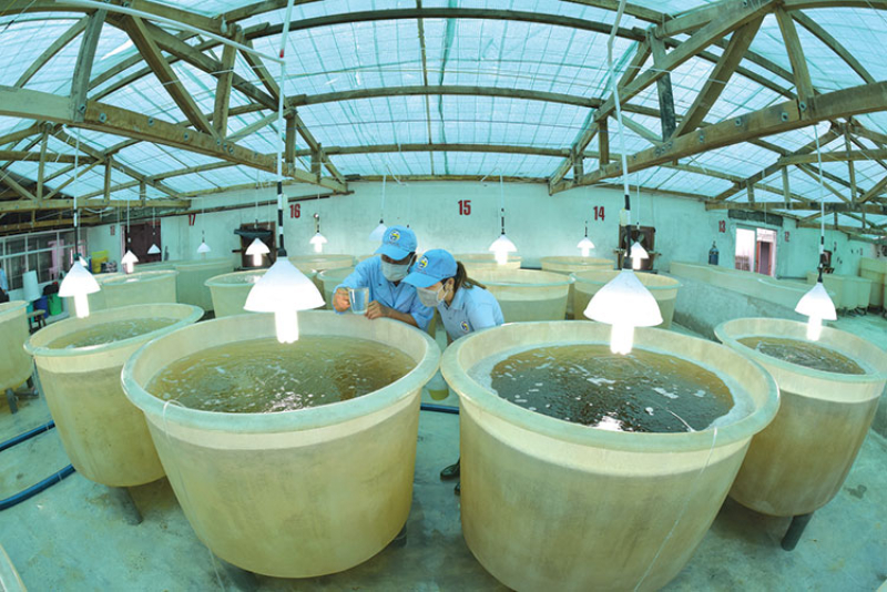 Chọn lọc con giống tốt