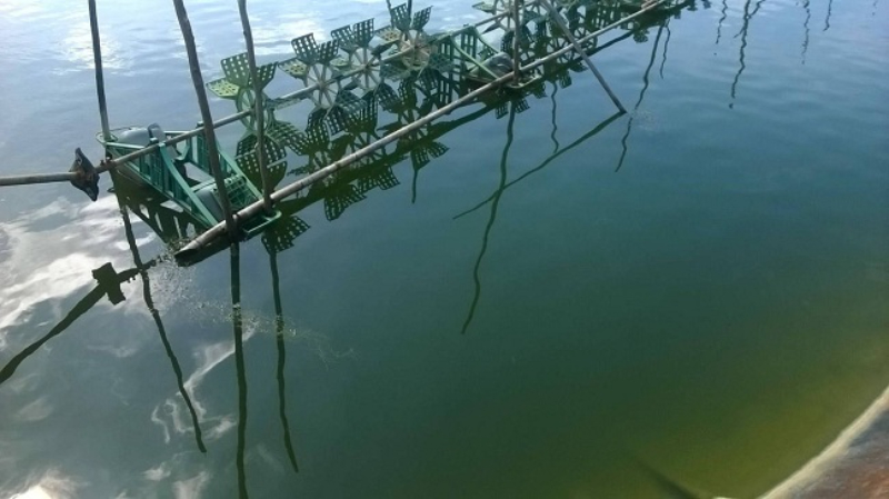 khử đáy và gây màu nước cho ao nuôi thủy sản