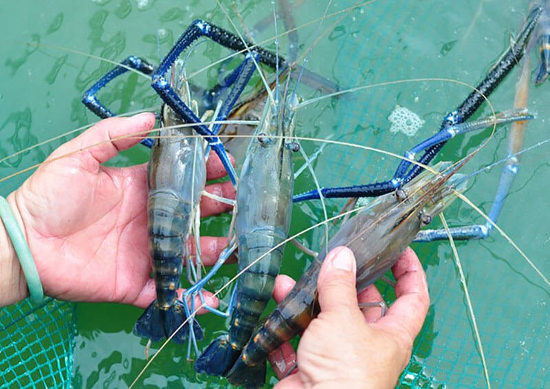 Kỹ thuật nuôi tôm càng xanh