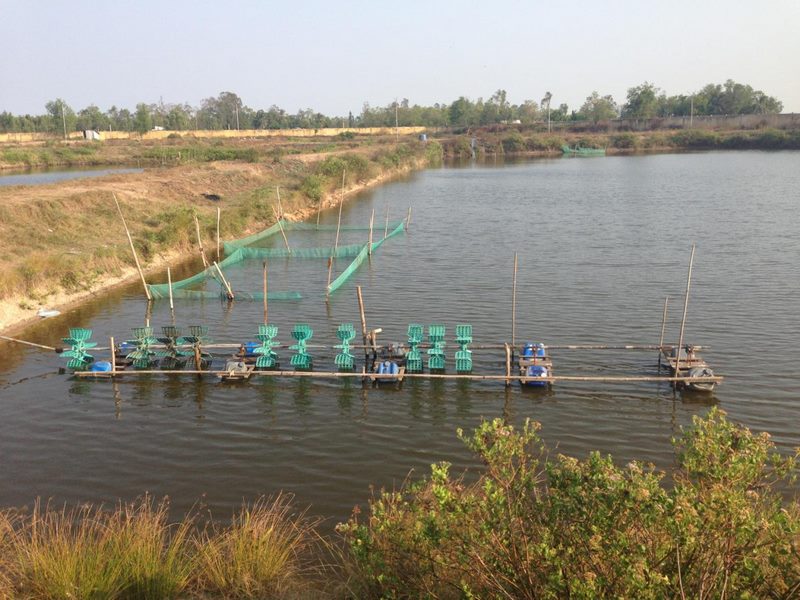 Chăm sóc ao nuôi thường xuyên