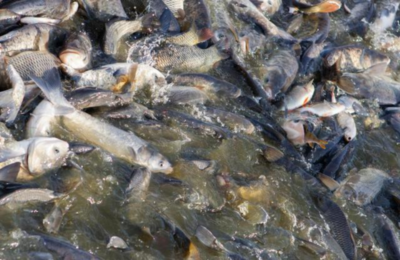 Men tiêu hóa cho cá là gì?