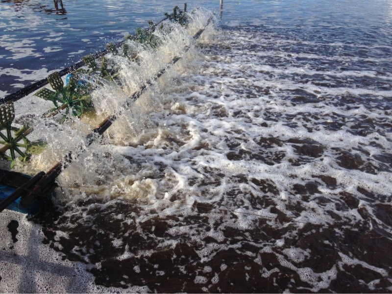 Men vi sinh hạ phèn là gì?