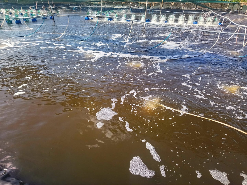 Ao cá nhiễm phèn ảnh hướng rất lớn đến cá