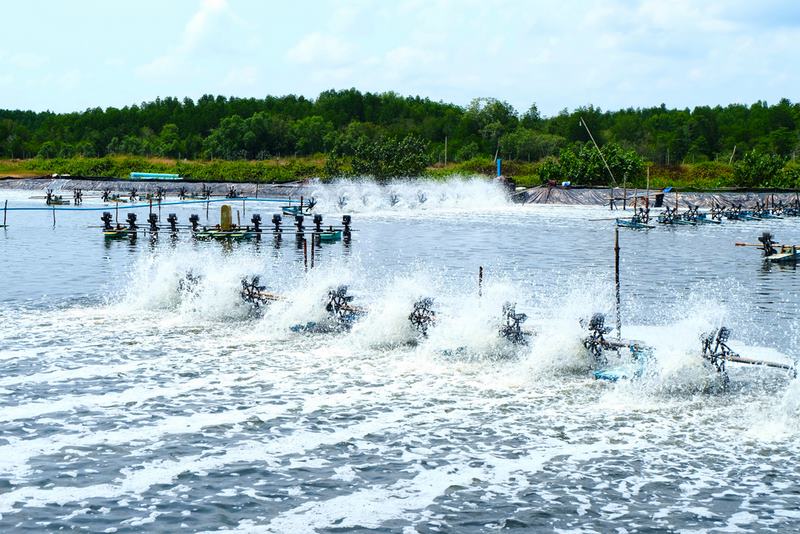 Mô hình nuôi tôm