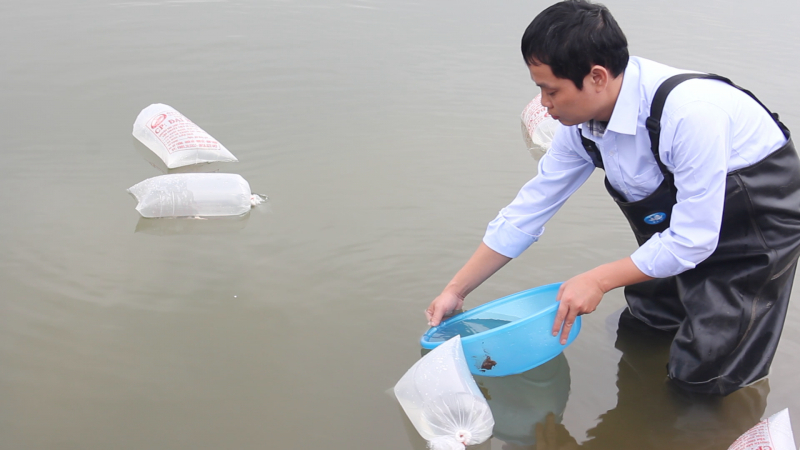 Chọn và thả giống khi nuôi trồng thủy sản nước ngọt