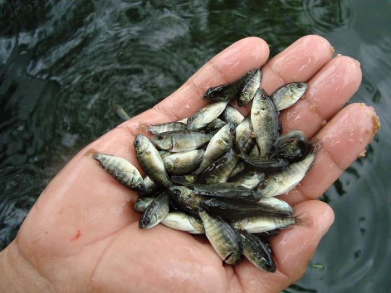 Nuôi kết hợp cùng với cá rô phi