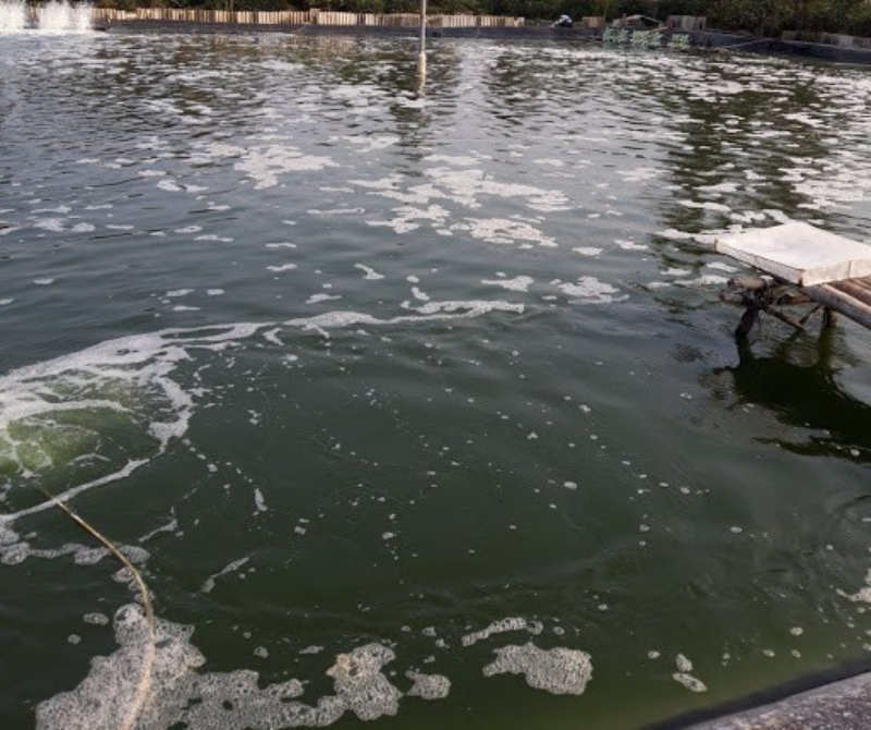 Cách sử dụng sodium thiosulfate trong nuôi trồng thủy sản