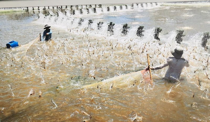 Tác dụng của đồng Sunfat trong nuôi trồng thủy sản - Kích thích tăng trưởng