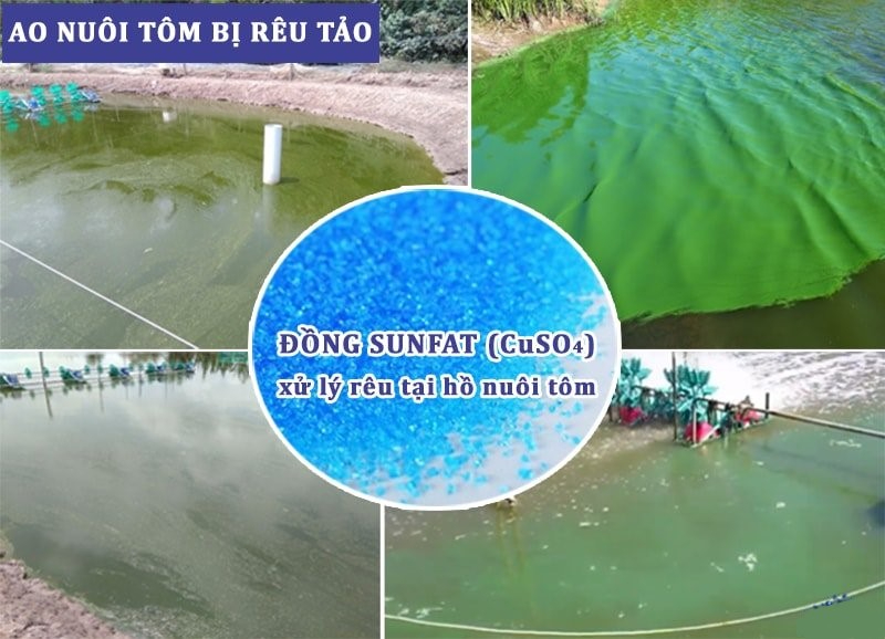 Tác dụng của đồng Sunfat khi xử lý ao hồ đang nuôi tôm
