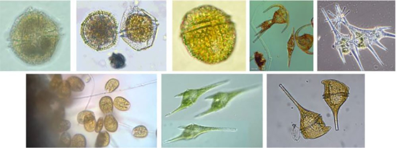 Tảo độc trong ao nuôi tôm