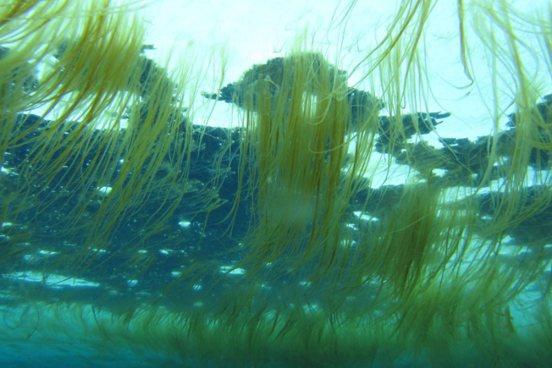 Tảo khuê trong ao nuôi tôm