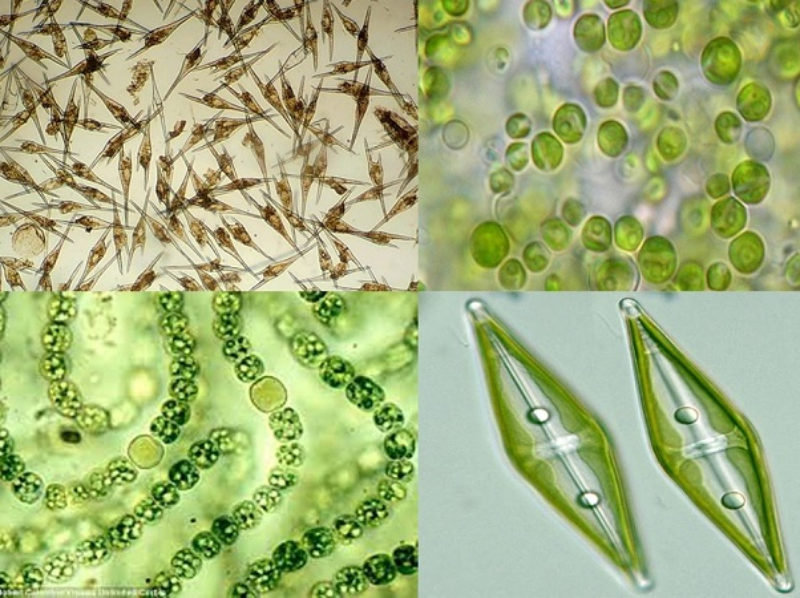 Tảo khuê có rất nhiều loại