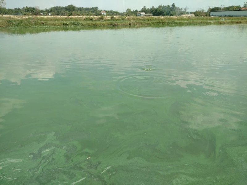 Tảo sợi ảnh hưởng trực tiếp đến quá trình phát triển của tôm