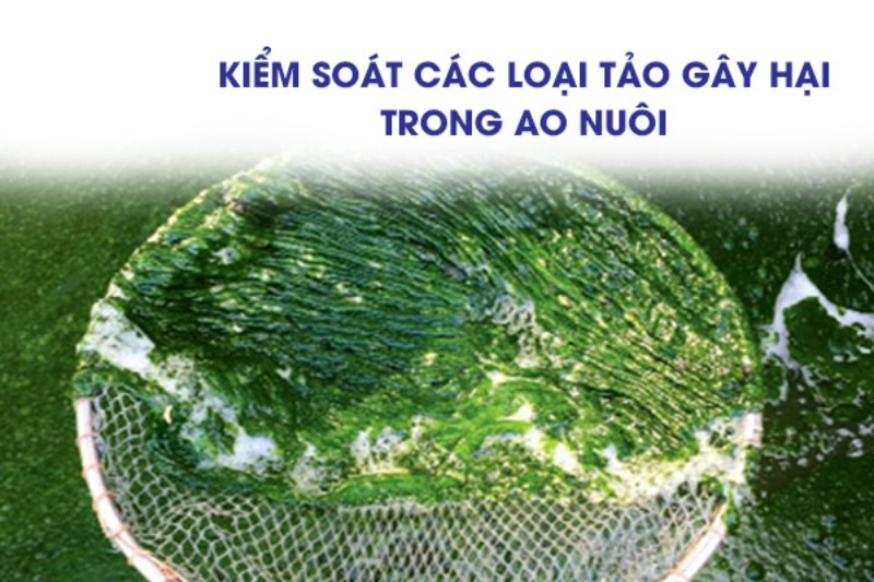 Biện pháp xử lý tảo sợi trong ao nuôi tôm