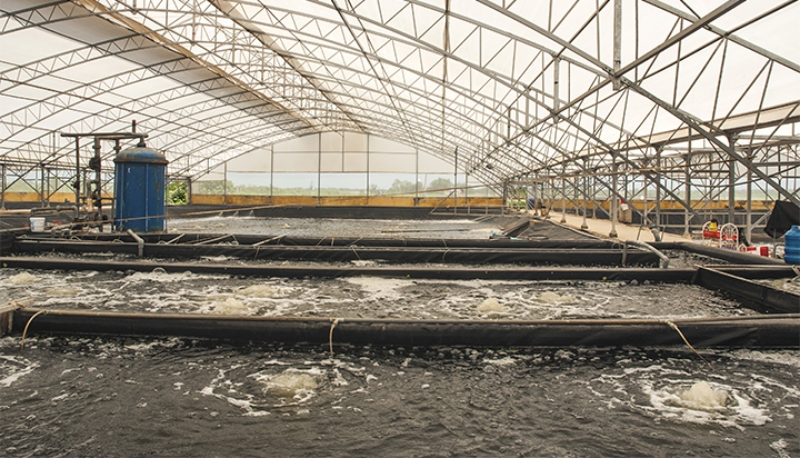 Ngành thủy sản ở Việt Nam phát triển mạnh nhờ ứng dụng công nghệ cao