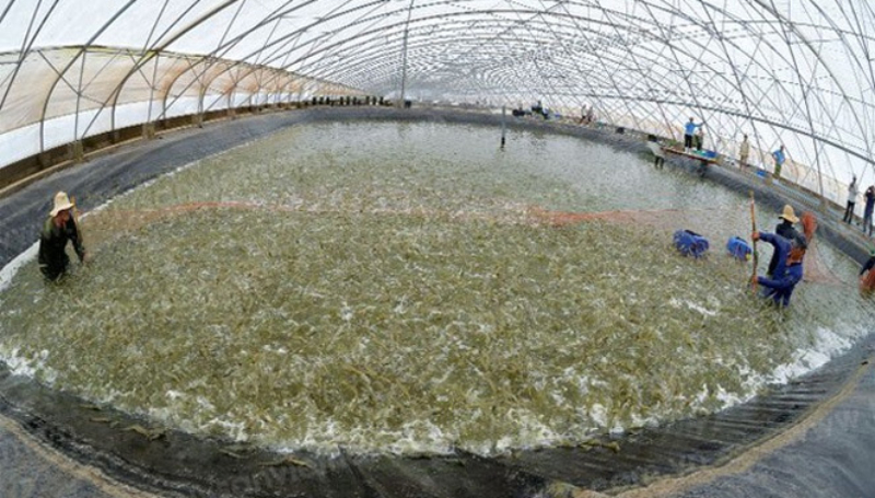 Chất lượng và sản lượng tôm tăng cao