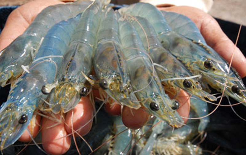 Những thuận lợi chủ yếu để nuôi trồng thuỷ sản nước lợ