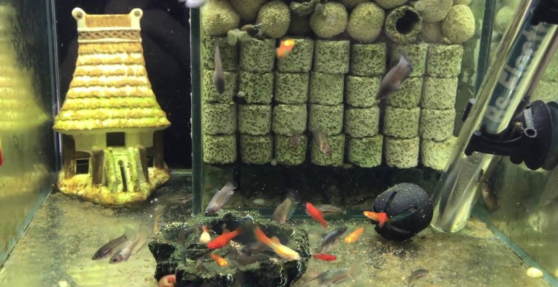 Có 2 cách tạo vi sinh cho bể cá