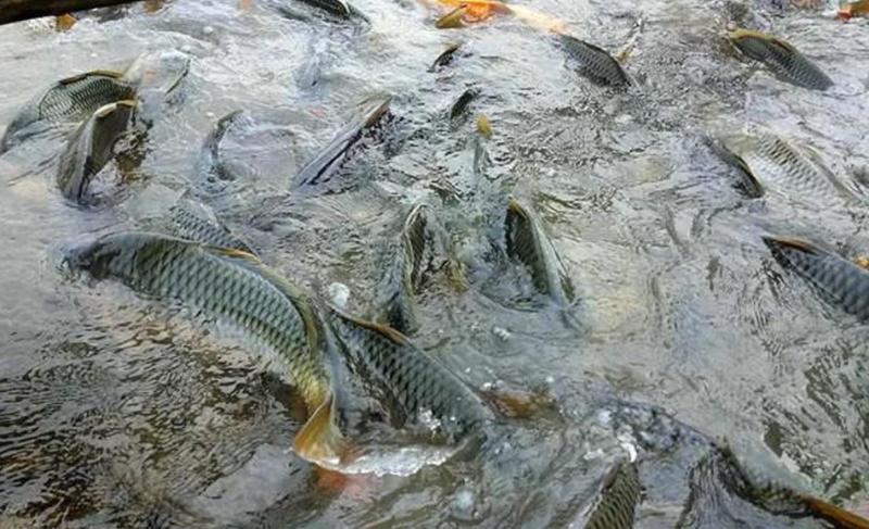 Kích thích khả năng sinh trưởng của cá