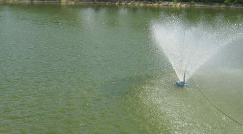 Làm sạch nước hồ cá