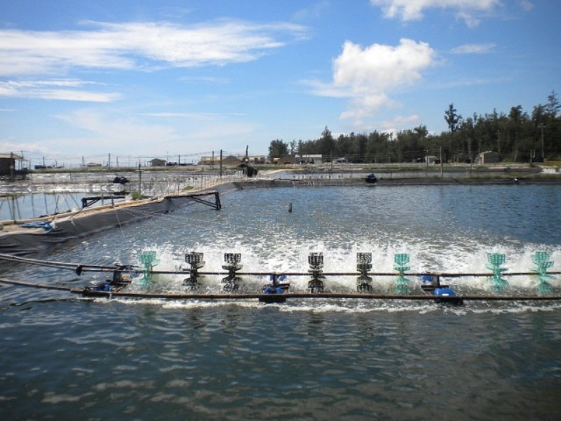 Xử lý ao nuôi thủy sản ô nhiễm