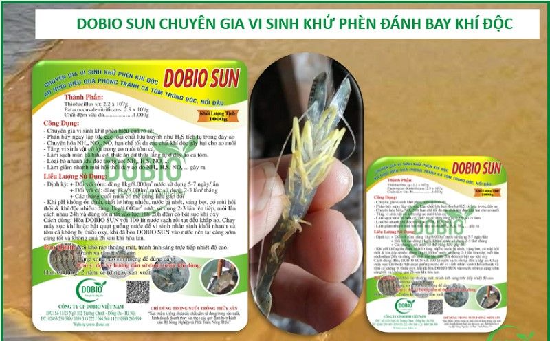 Men vi sinh DOBIO SUN