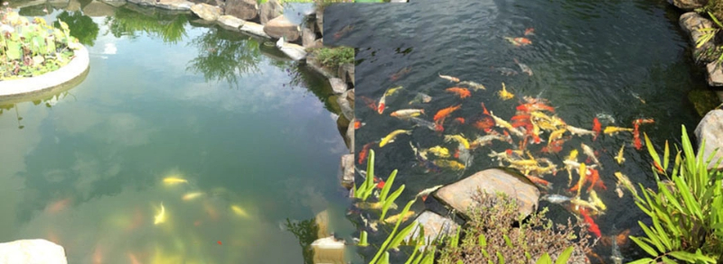 Cách xử lý nước hồ cá koi bị đục nhanh chóng hiệu quả