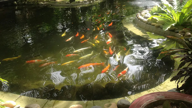 Hệ vi sinh bị đảo ngược